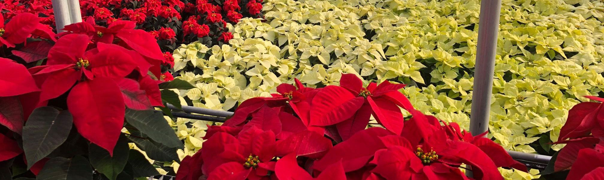 poinsettias-slide