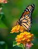 monarch-butterfly-habitat-thumb