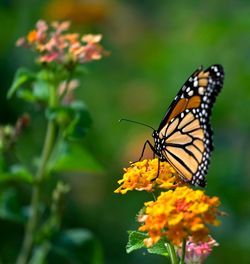 monarch-butterfly-habitat