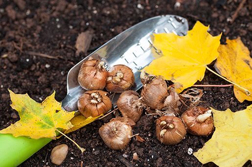 Fall Bulbs