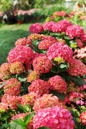 hydrangeas-in-landscaping