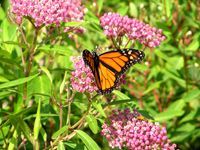 milkweed-monarch-butterfly-habitat-2