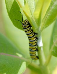 milkweed-monarch-butterfly-habitat