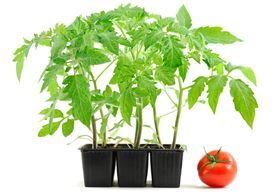 tomato plant